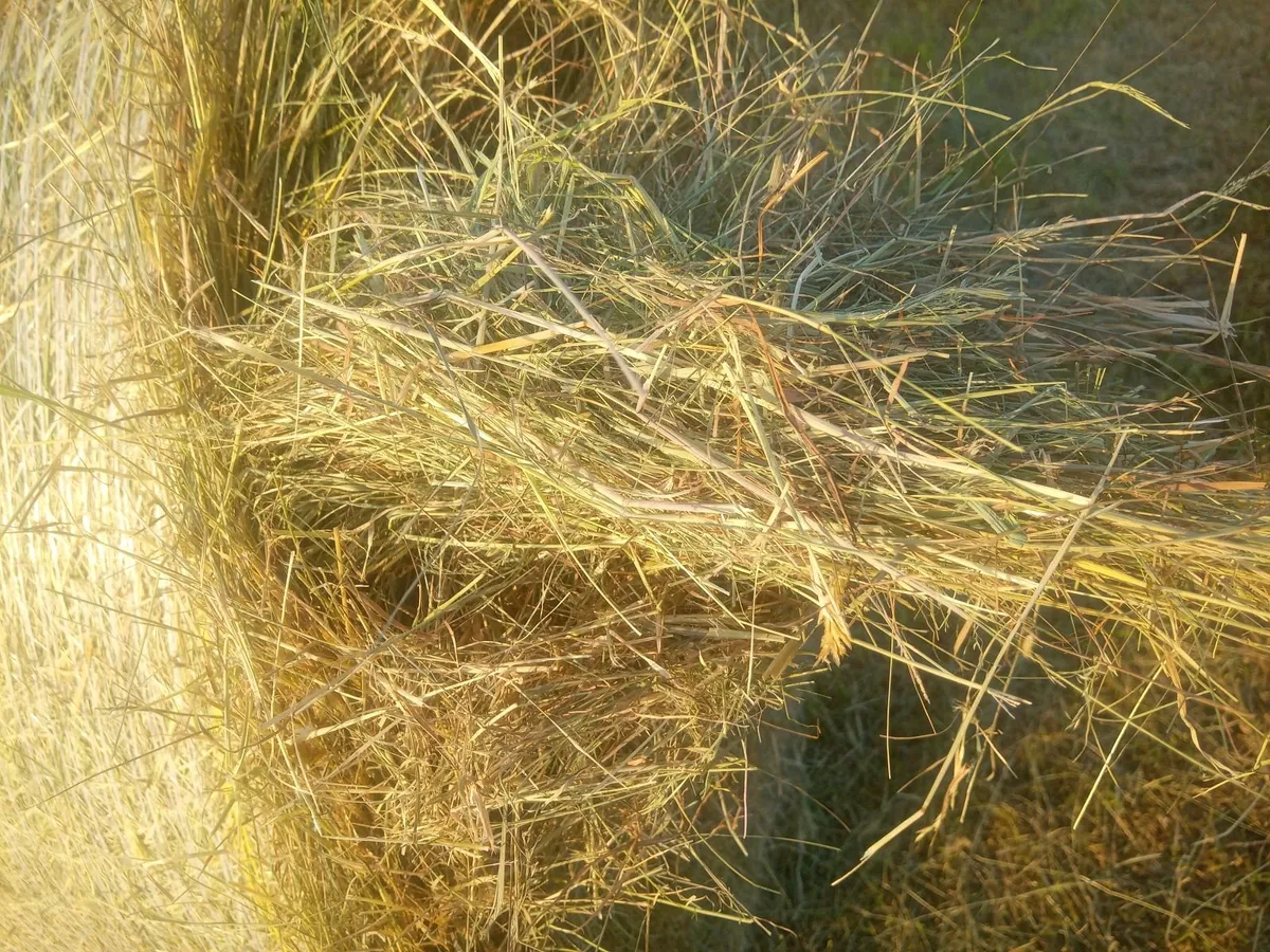 June 2025 Hay - Image 2