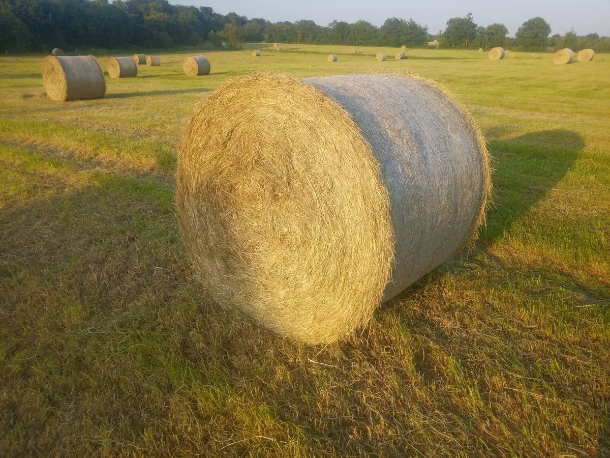 June 2025 Hay - Image 3