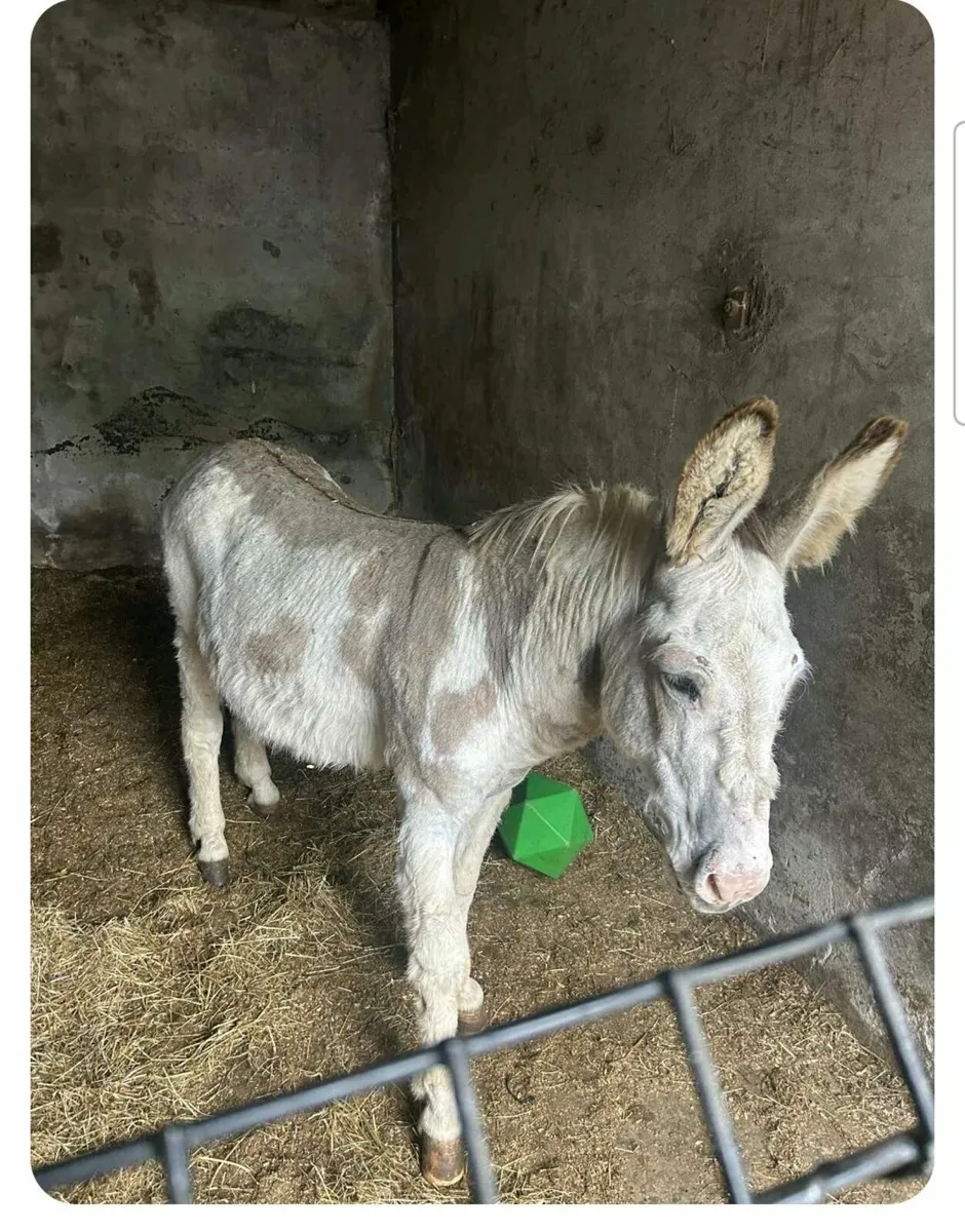 Donkey