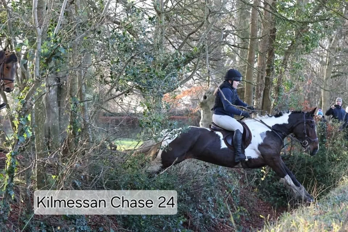 8yo riding coloured mare - Image 2