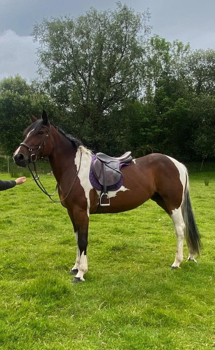8yo riding coloured mare - Image 1