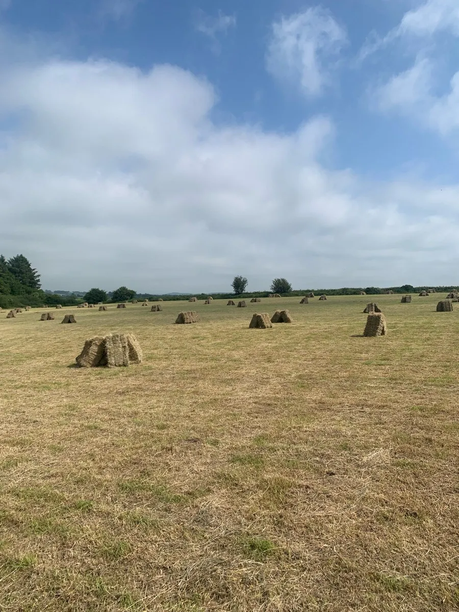 Small hay bales - Image 2