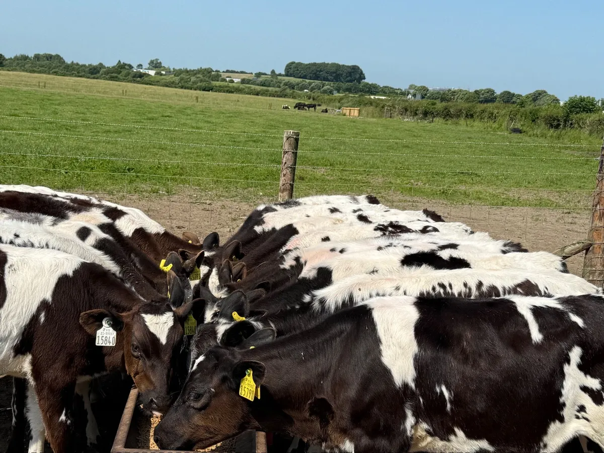 15 BELGIAN BLUE WEANLINGS ( AI BRED) - Image 2