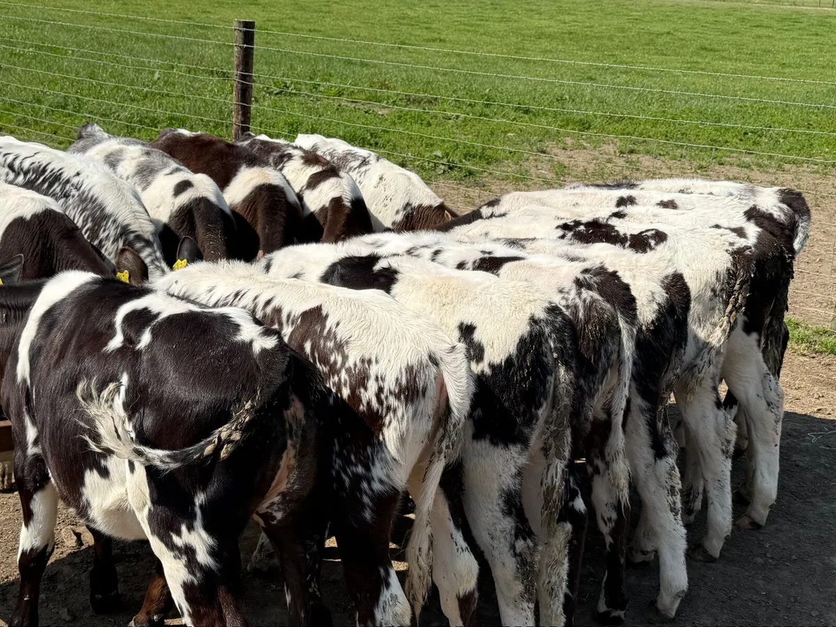 15 BELGIAN BLUE WEANLINGS ( AI BRED) - Image 1
