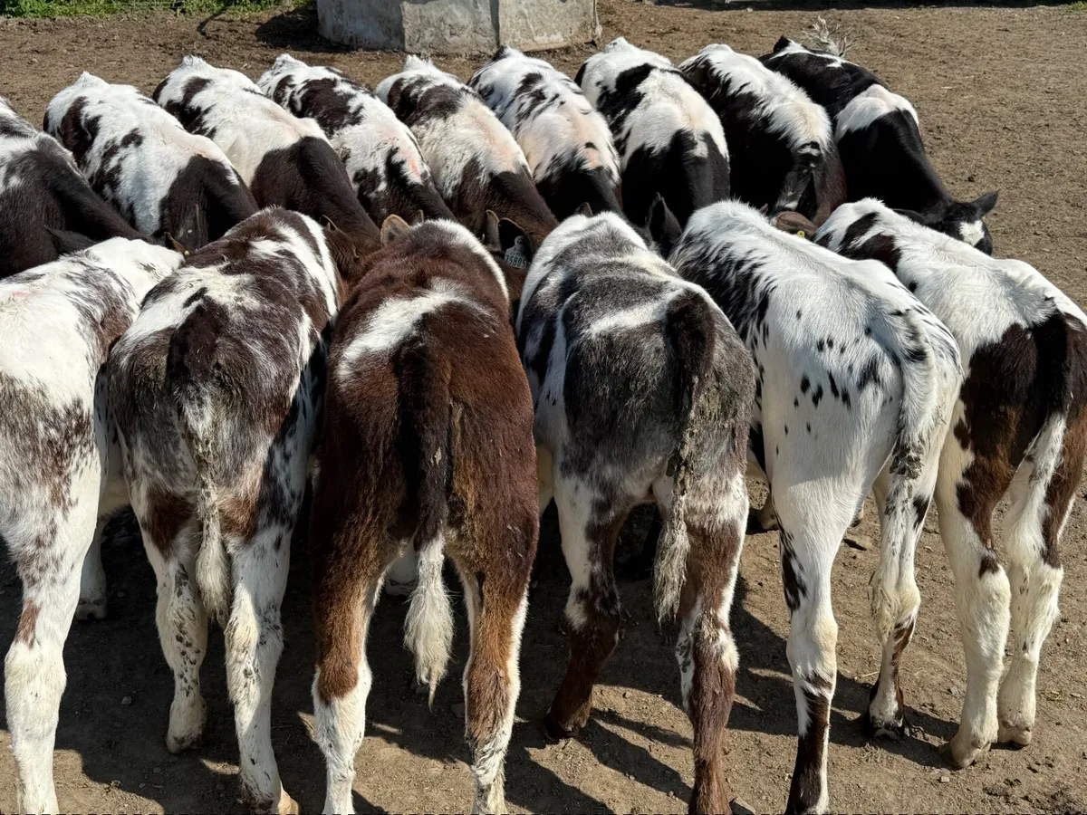 15 BELGIAN BLUE WEANLINGS ( AI BRED) - Image 3