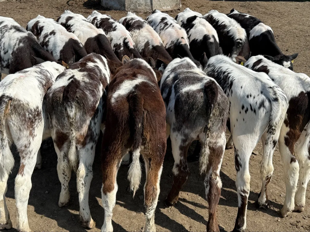 15 BELGIAN BLUE WEANLINGS ( AI BRED) - Image 4