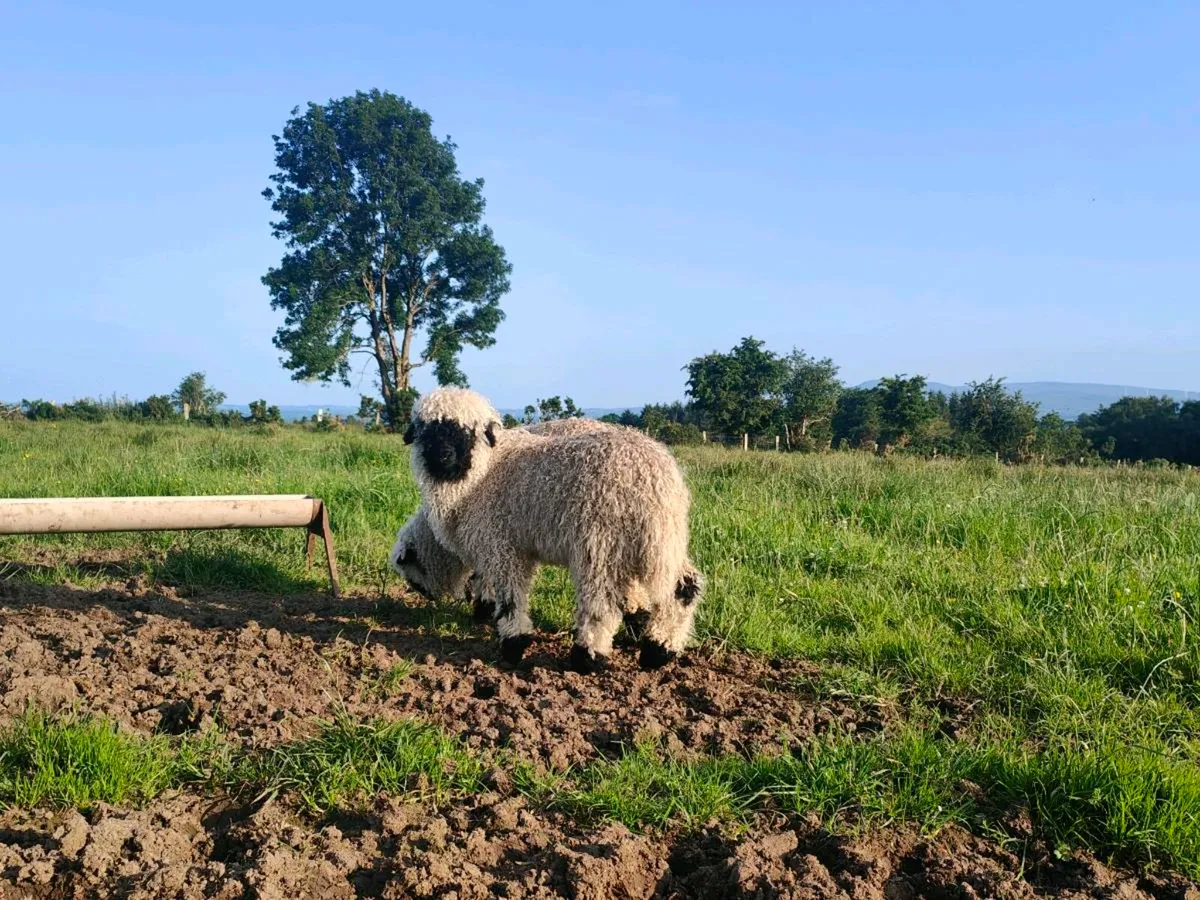 Valais Blacknose Tup Lambs - Image 4