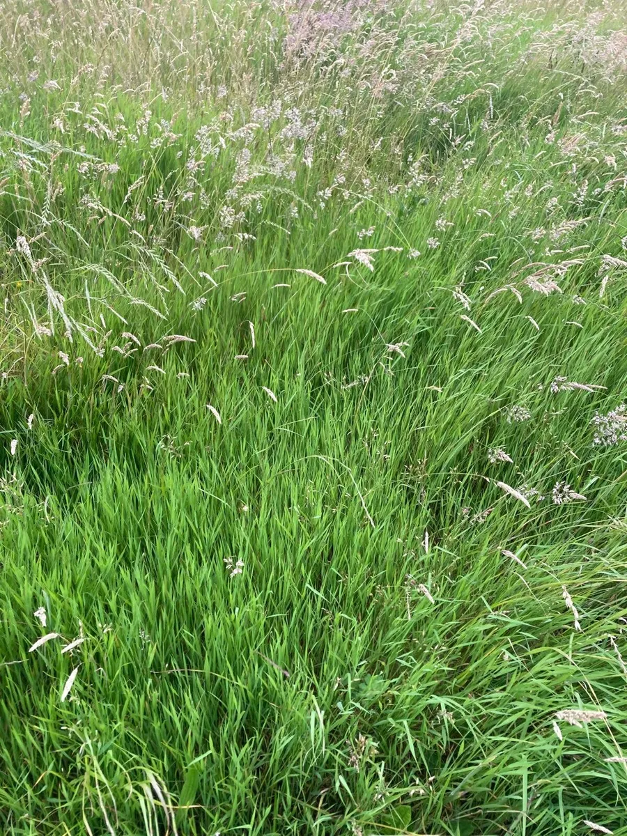 Top quality organic horse hay - Image 1