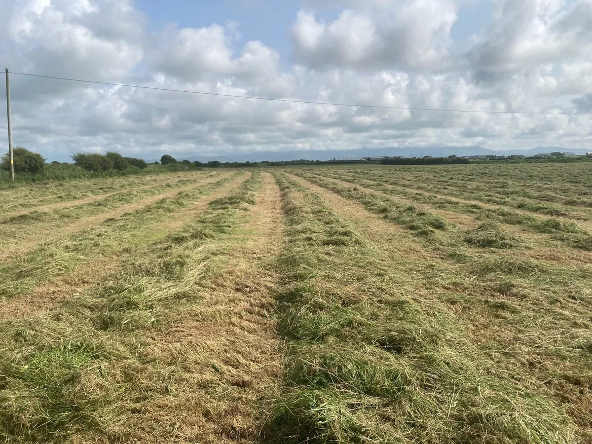Top quality organic horse hay - Image 2