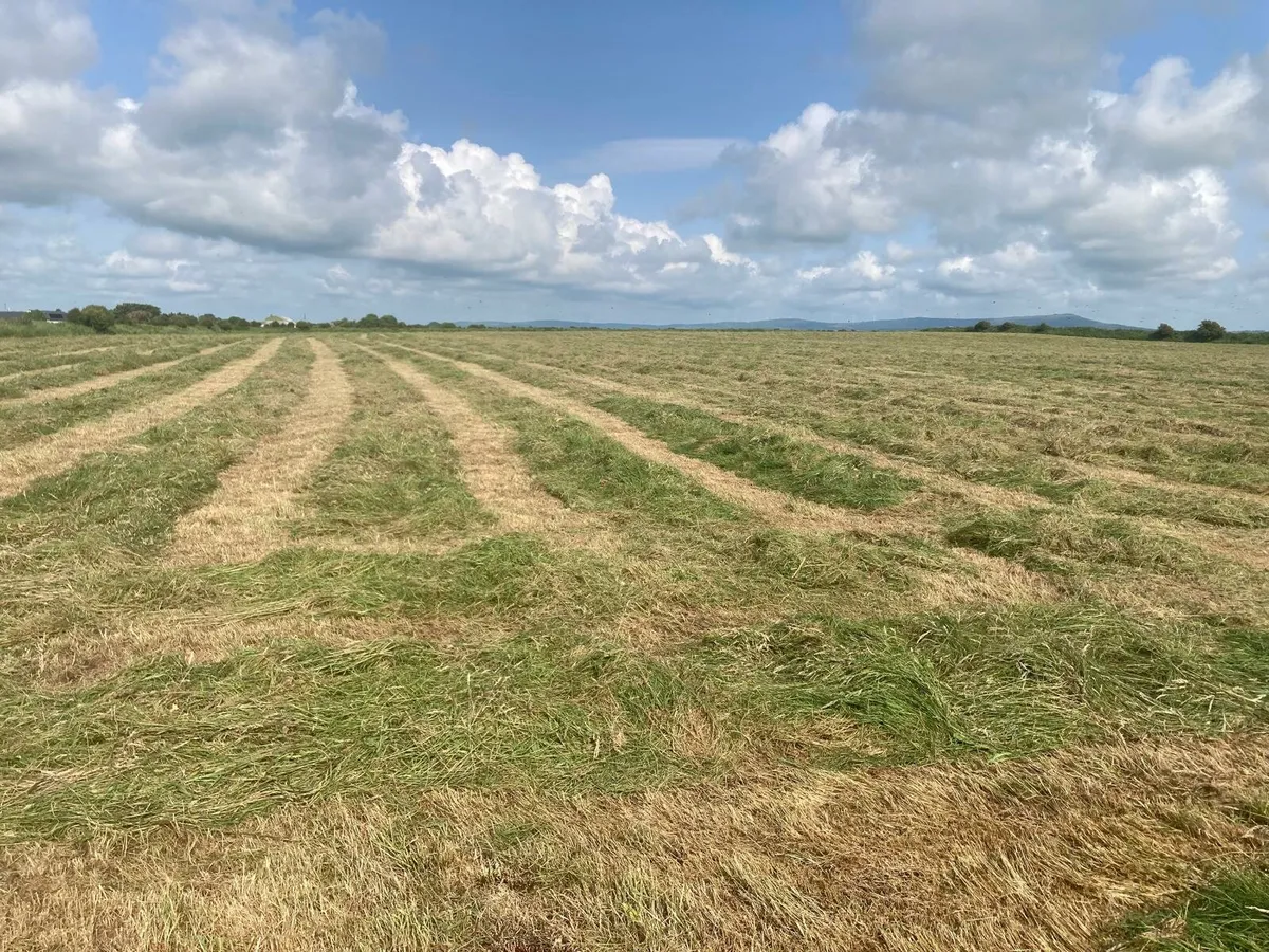 Top quality organic horse hay - Image 3