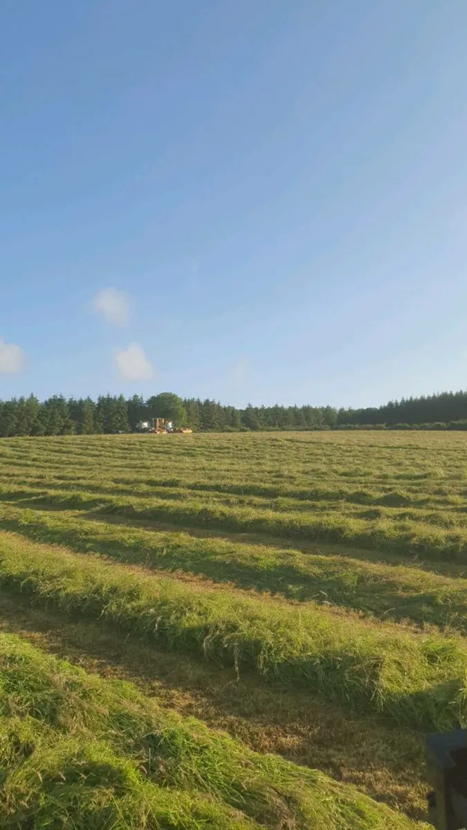 Top quality organic horse hay - Image 4