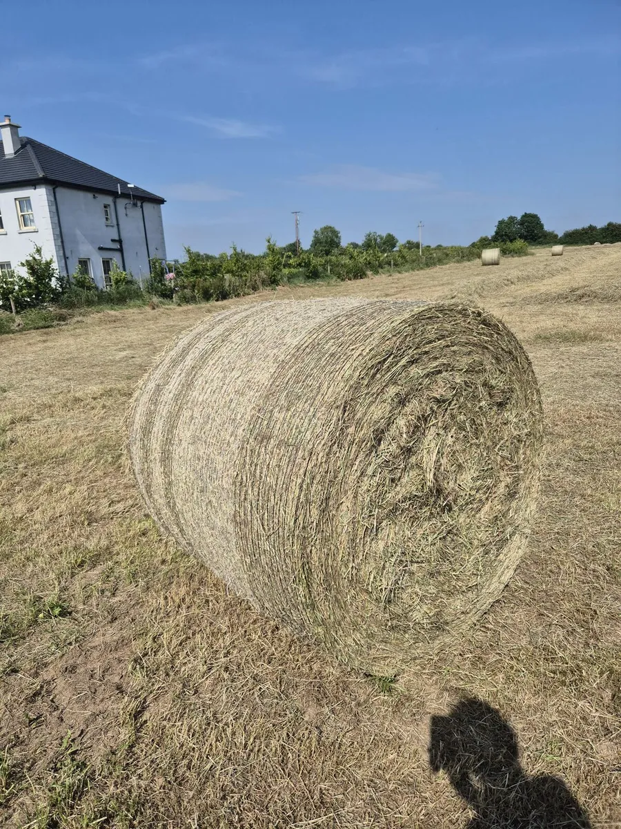 Top Quality Hay - Image 1