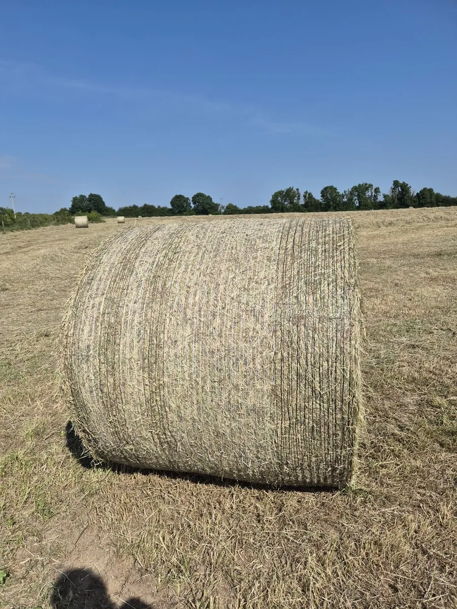 Top Quality Hay - Image 2