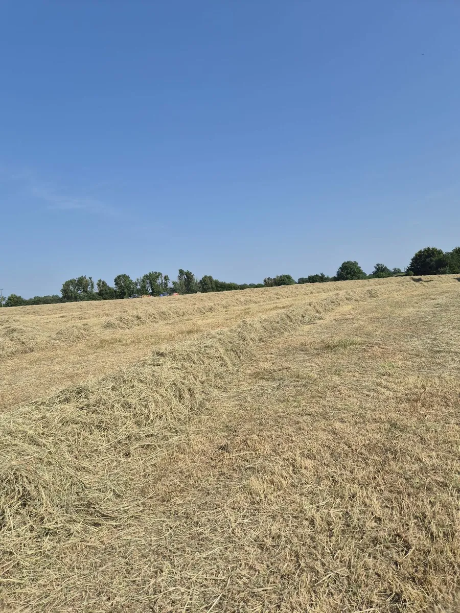 Top Quality Hay - Image 3