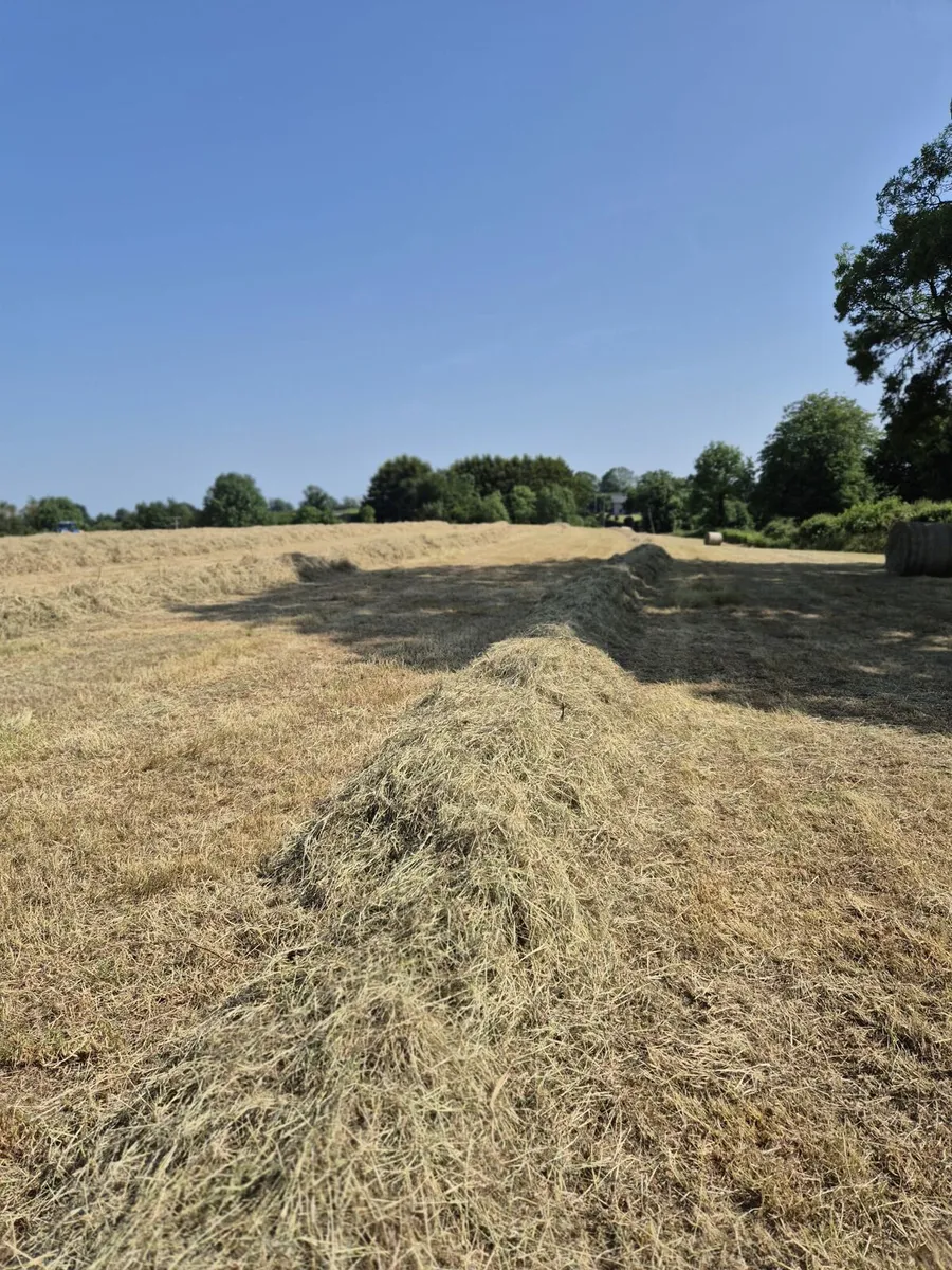 Top Quality Hay - Image 4
