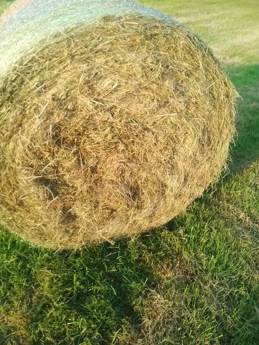 Hay - Image 1