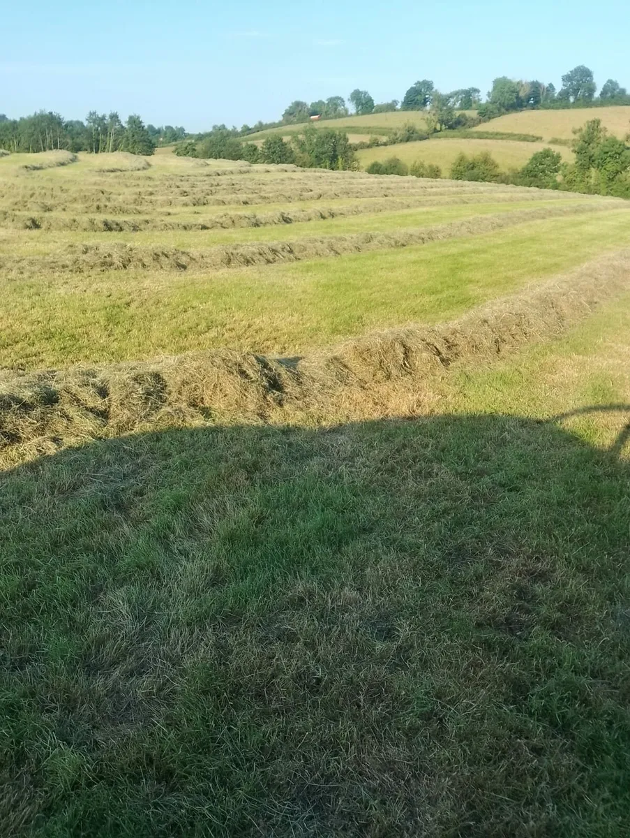 Hay - Image 2