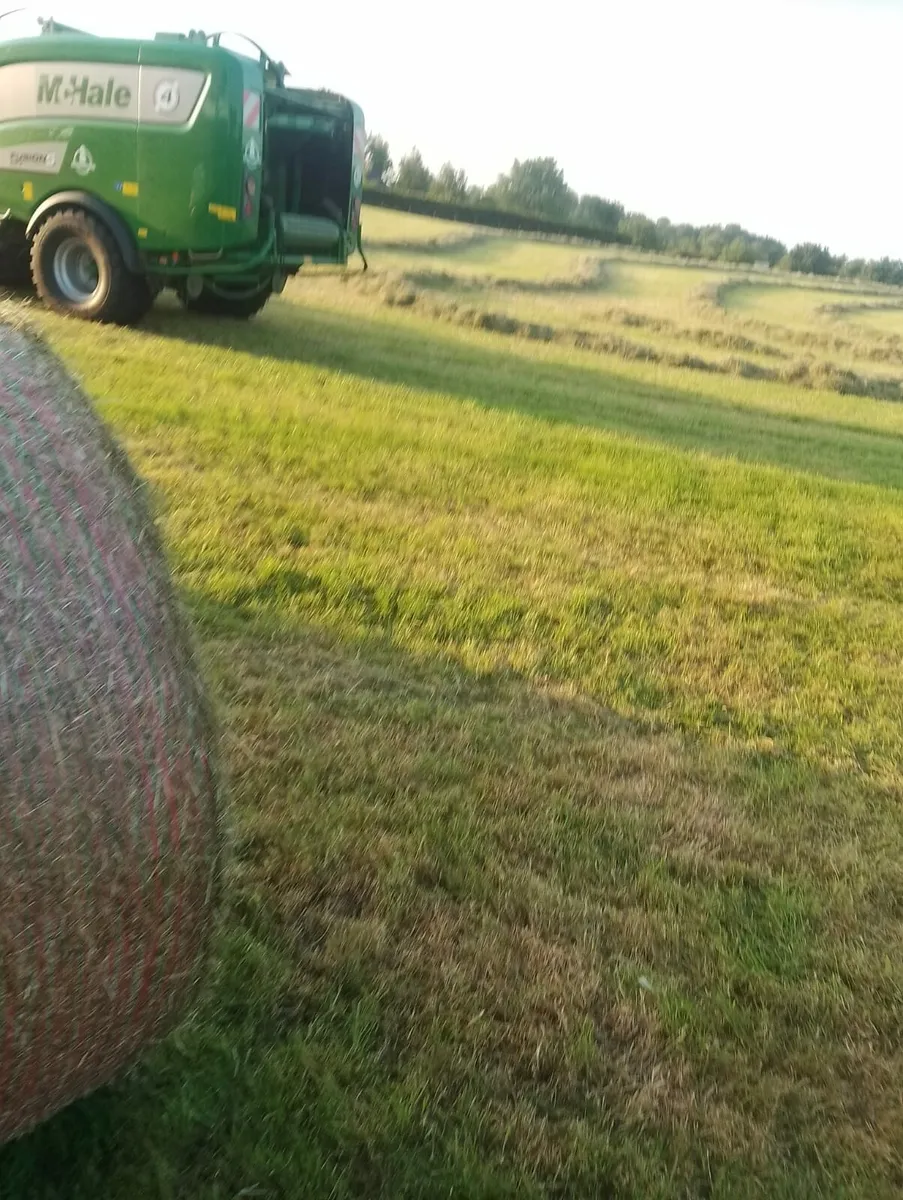 Hay - Image 3