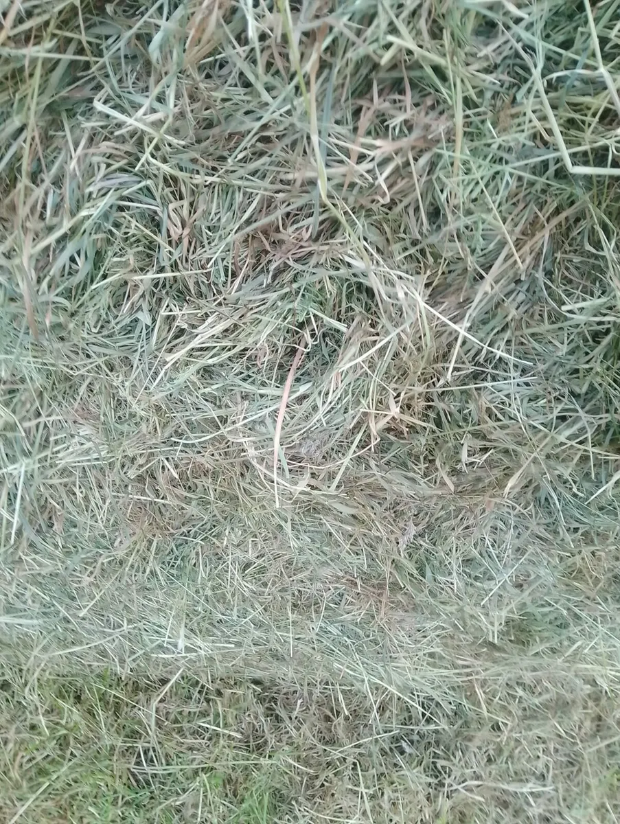 Hay - Image 4