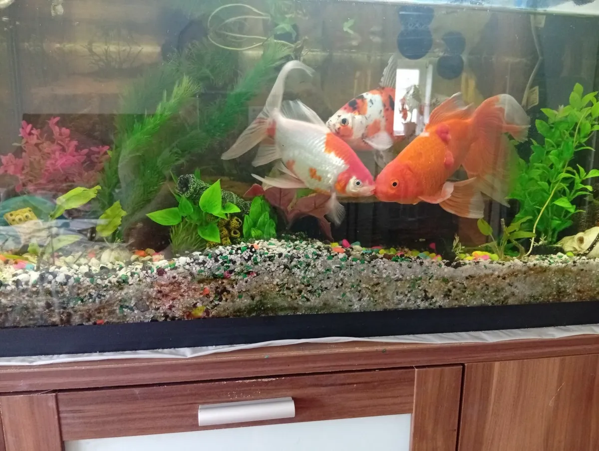 Fish Tank 105Ltr with cabinet full set - Image 1
