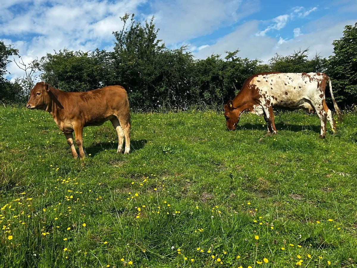 Roan Shorthorn Cow & Limousin Heifer Calf - Image 1