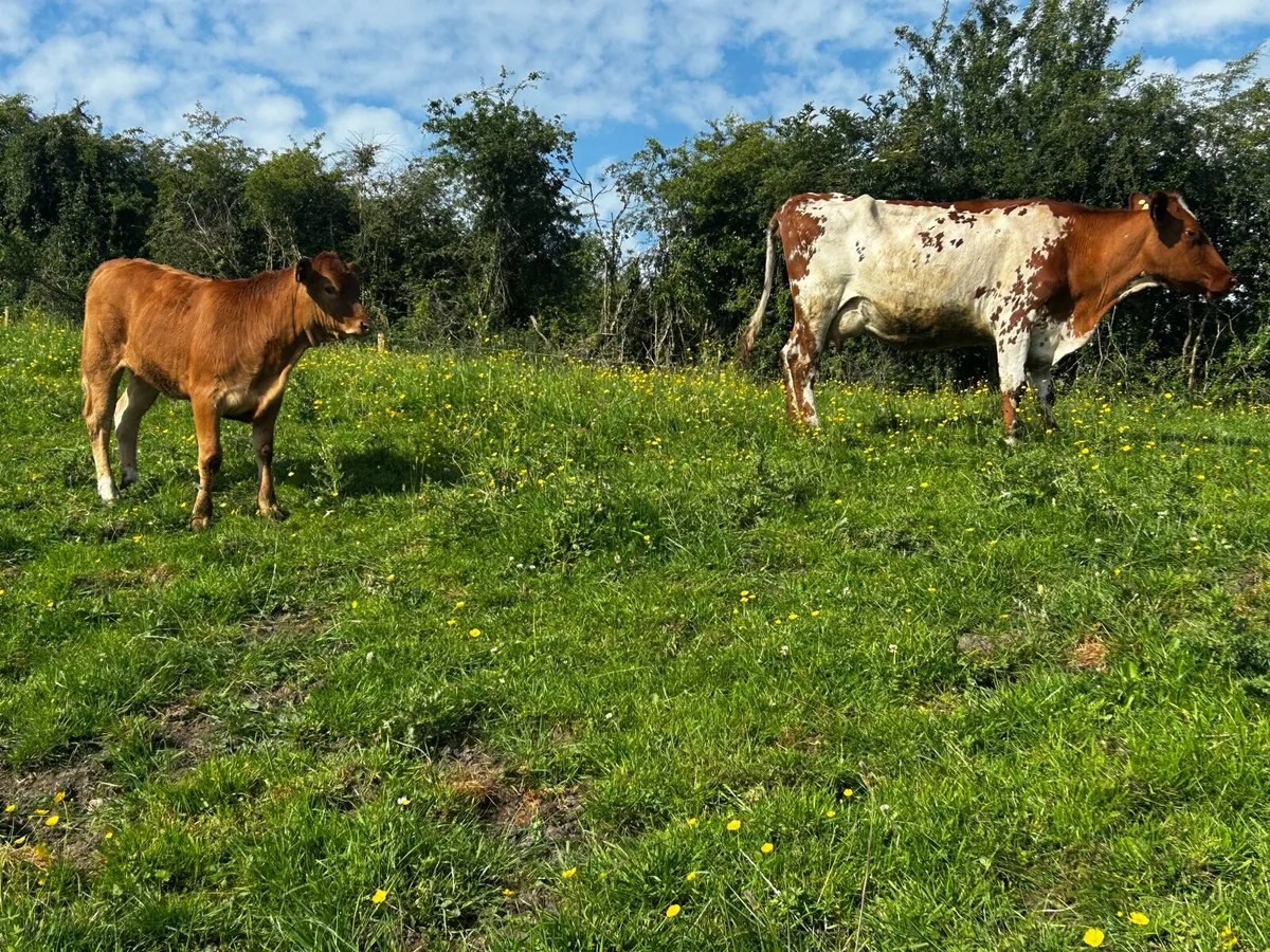 Roan Shorthorn Cow & Limousin Heifer Calf - Image 3