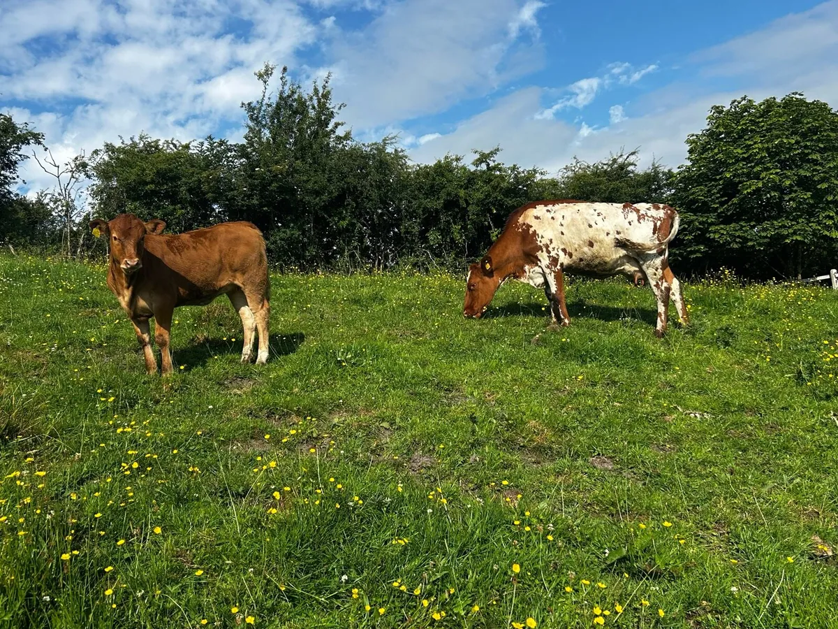 Roan Shorthorn Cow & Limousin Heifer Calf - Image 4