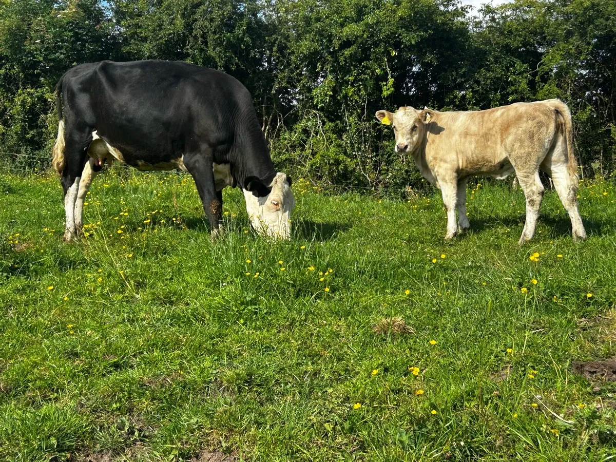 Hereford Cow & Charolais Heifer Calf - Image 1