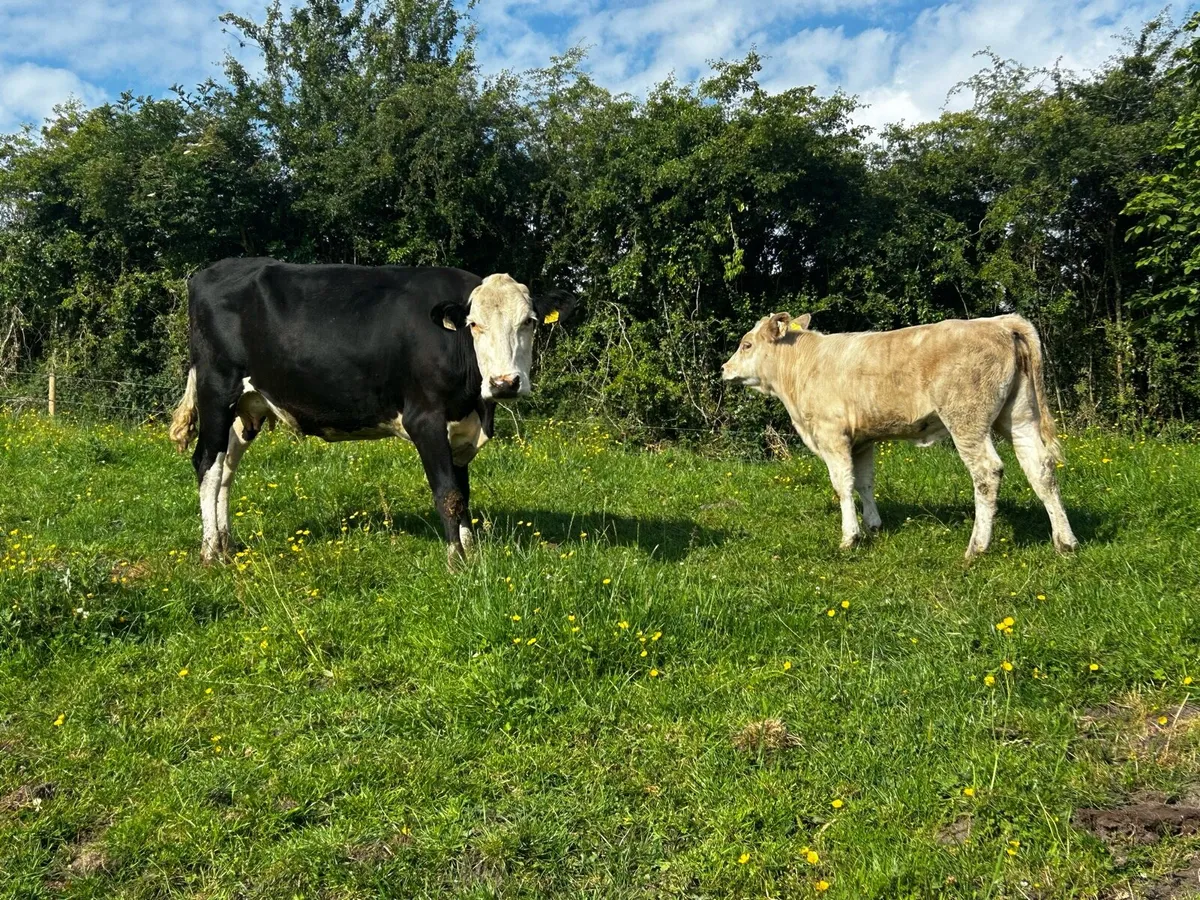 Hereford Cow & Charolais Heifer Calf - Image 2