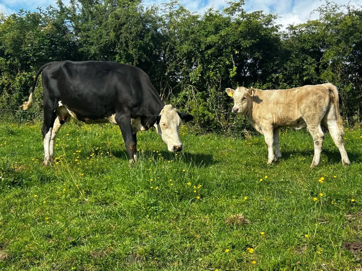 Hereford Cow & Charolais Heifer Calf - Image 3
