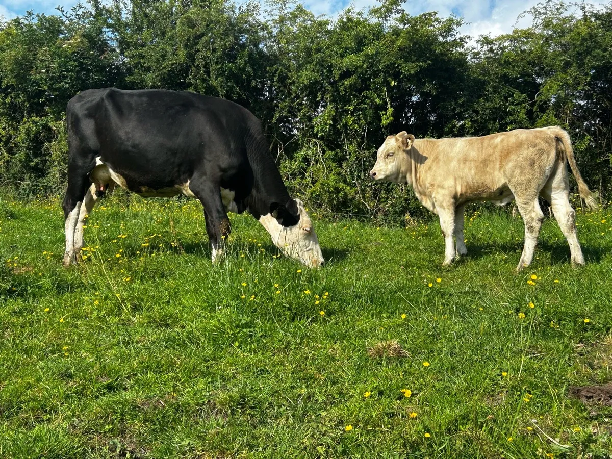 Hereford Cow & Charolais Heifer Calf - Image 4