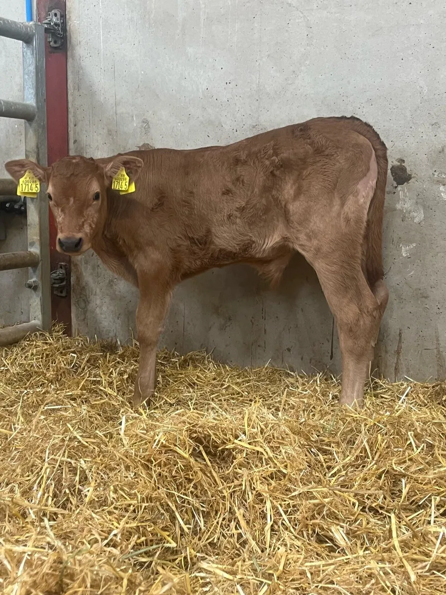 3 Outstanding Bull Calves - Image 1