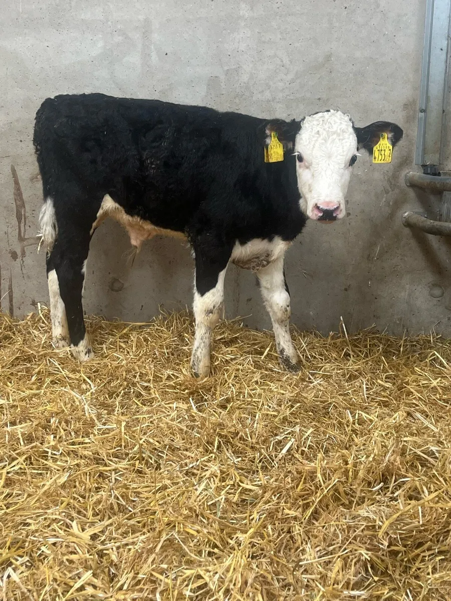 3 Outstanding Bull Calves - Image 2