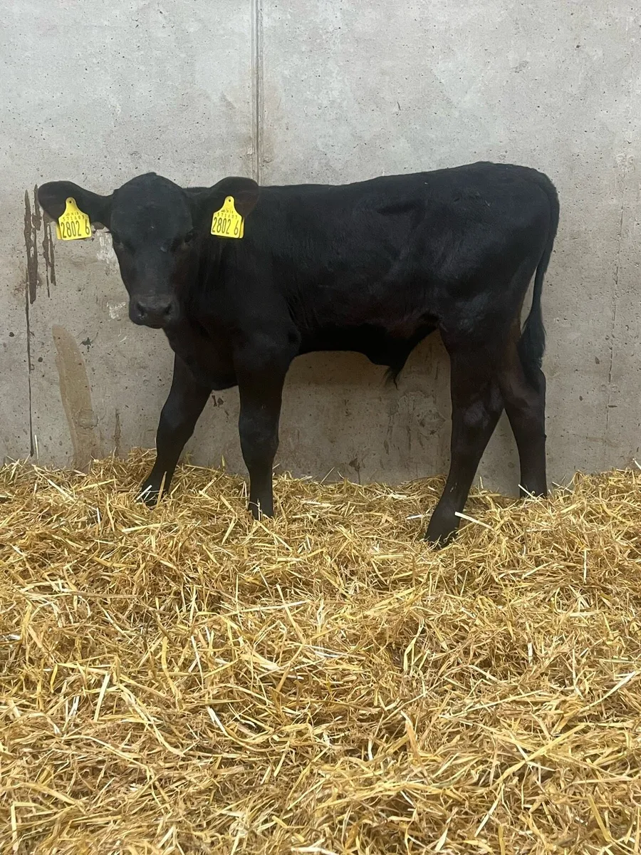 3 Outstanding Bull Calves - Image 3