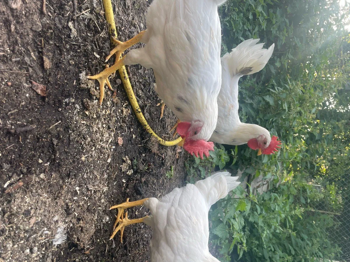 White x Brown leghorn roosters - Image 2