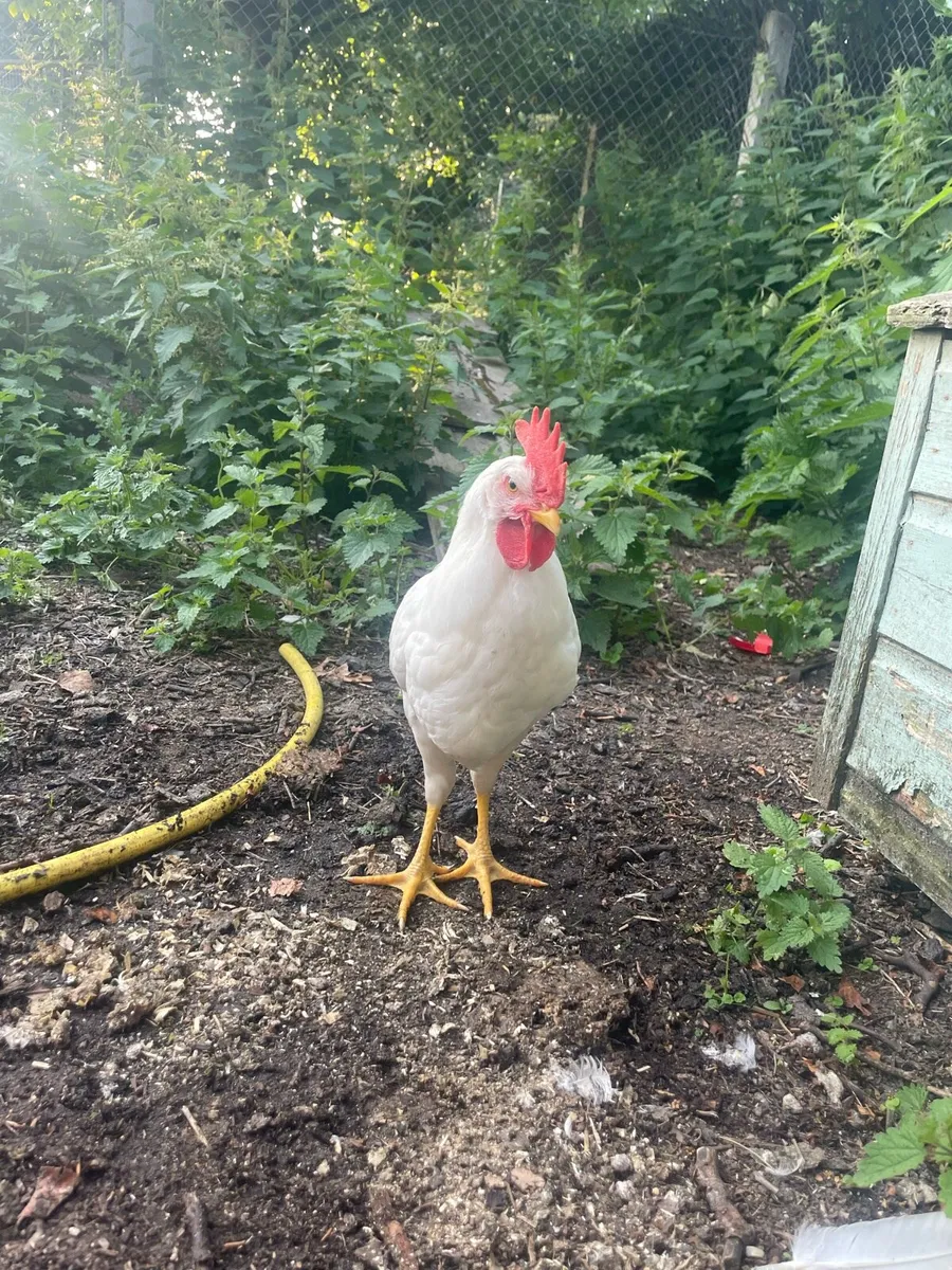 White x Brown leghorn roosters - Image 3