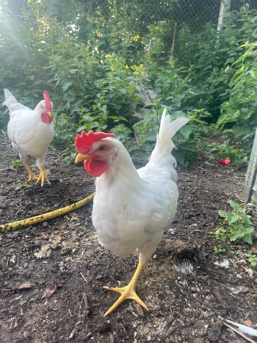 White x Brown leghorn roosters - Image 4