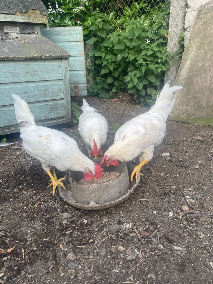White x Brown leghorn roosters - Image 1