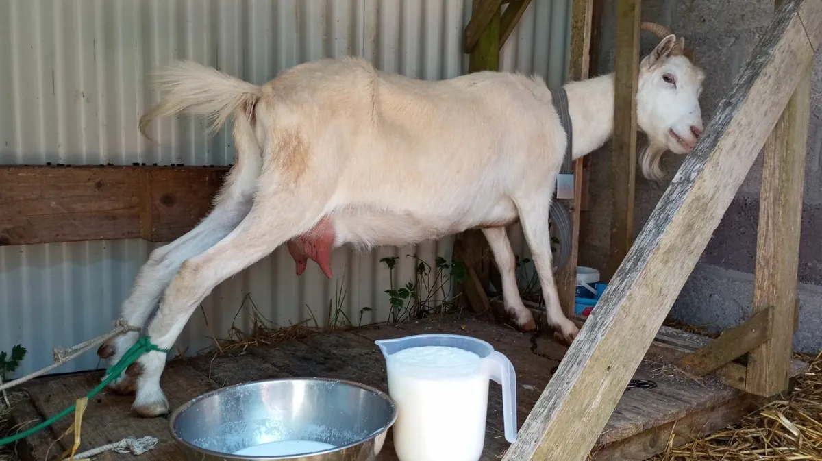 3 year old Milking Goat - Image 1
