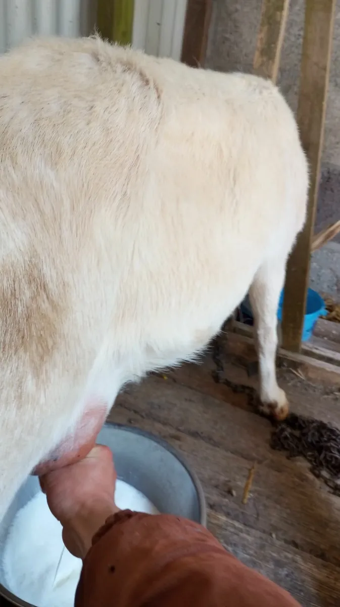 3 year old Milking Goat - Image 2