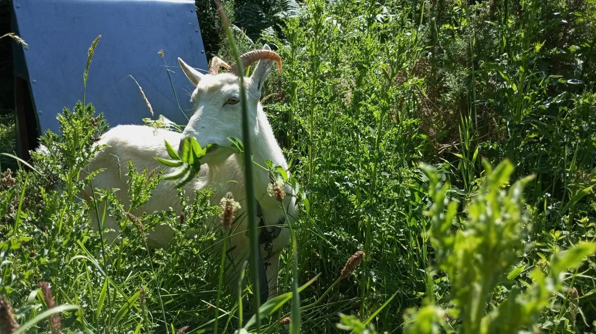 3 year old Milking Goat - Image 3