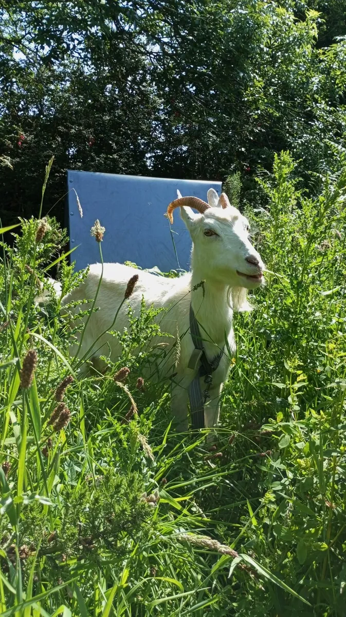 3 year old Milking Goat - Image 4