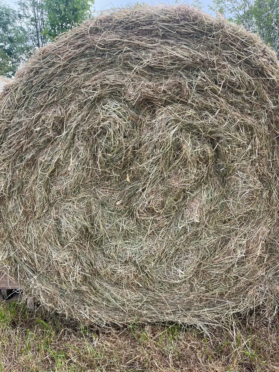 Hay - Image 1