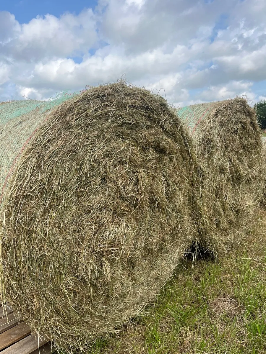 Hay - Image 2