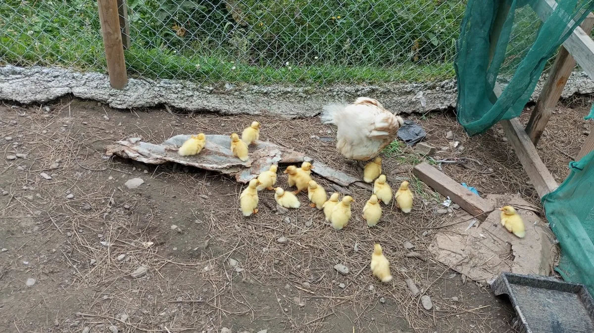Pure Indian Runner Ducklings-born June 10th & 20th - Image 4