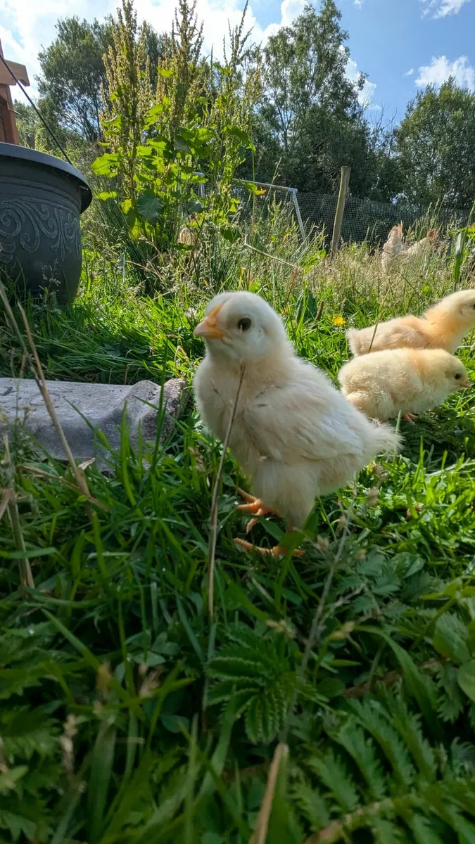 Week old chicks - Image 1