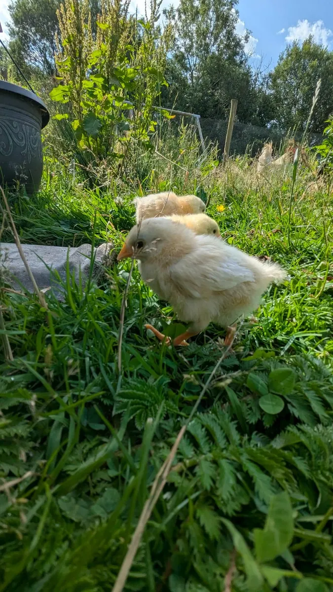 Week old chicks - Image 2