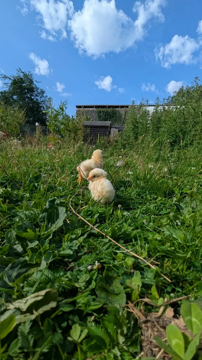 Week old chicks - Image 3