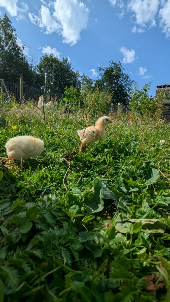 Week old chicks - Image 4