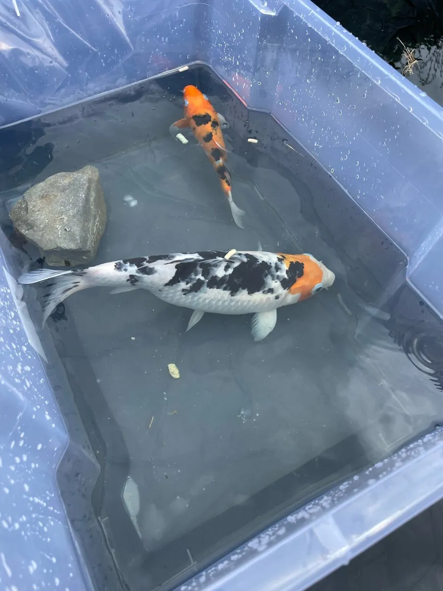 5 x Japanese Koi 8 to 14 cm in length - Image 1